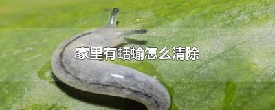 ​家里有蛴螬怎么办 家里面有蛞蝓怎么办