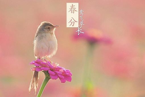 春分的由来和故事