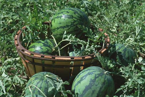 我国古代有哪些可以吃的水果?