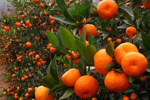 我国古代有哪些可以吃的水果?