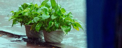 ​绿萝冬天叶子发黄怎么办 绿萝冬天叶子发黄怎么办?