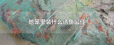 ​地笼里面放什么吸引鱼 什么鱼饵放地笼最好