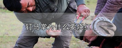 ​钉马掌的过程 为啥给马钉马掌