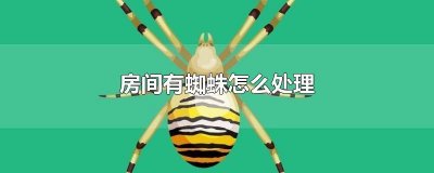 ​房间内有蜘蛛怎么办 房间里有蜘蛛怎么办