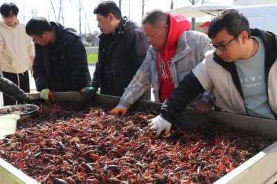 ​小龙虾上市，价格同比下滑，批发商：4月中旬或再次降价