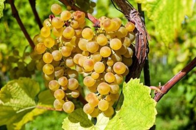 ​葡萄酒的度数是不是越高越贵(为什么葡萄酒度数越高越好)