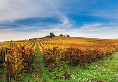 ​什么是有机红葡萄酒(有机红葡萄酒好吗)