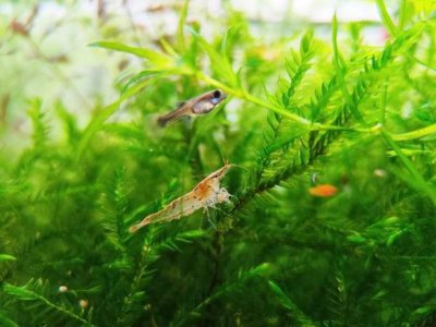 ​30只黑壳虾多久爆缸（如何把黑壳虾快速养到爆缸）