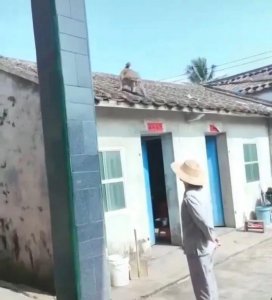 ​海南野猴进村伤人还试图抓走婴儿，9人受伤