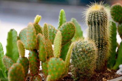 ​防辐射的植物盆栽排名（便宜好养又能防辐射绿植推荐）