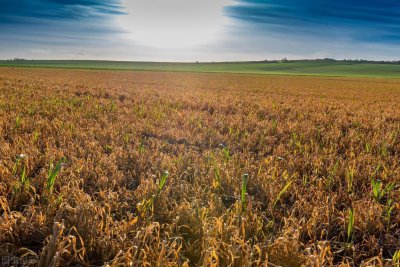 ​草甘膦除草剂说明书（草甘膦除草使用正确才安全又高效）