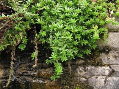 ​野生多肉生长在什么地方（农村常见的3种多肉植物品种）