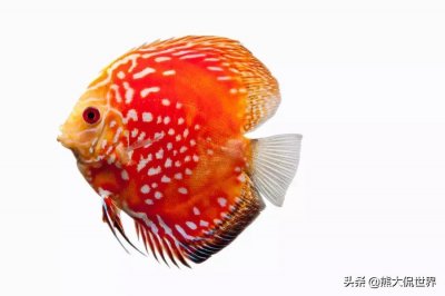 ​为什么鱼离开水会死（鱼为什么离开了水就活不了了）