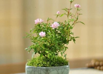 ​哪些盆景放在室内好养活（可长期养在室内的植物盆景）