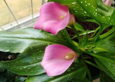 ​马蹄莲摆放禁忌有哪些（马蹄莲适宜摆放在家吗）