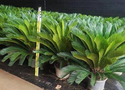 ​家里养铁树好吗（铁树摆放在哪里风水最好）