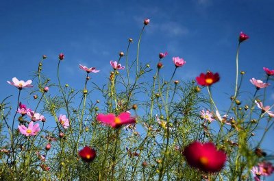 ​五月份是夏天吗（五月份是什么花开的季节）