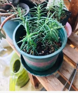 ​迷迭香怎么养才不容易死（迷迭香盆栽的养护注意事项）