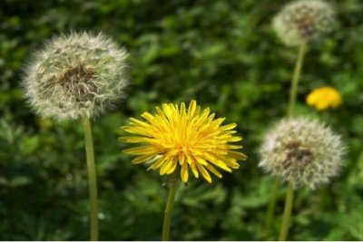 ​蒲公英传播种子的方法是什么