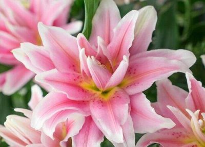 ​百合一年开几次花？花期多少多少天时间？开花后如何处理？