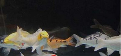 ​水族箱锦鲤鱼怎么养