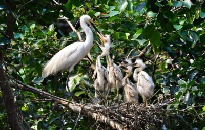 ​江门新会：小鸟天堂今年首批鹭鸟“宝宝”满月