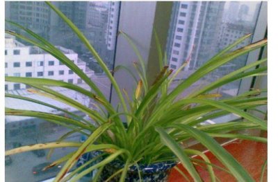 ​吊兰叶子发黄怎么办