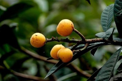 ​枇杷放冰箱好还是不放冰箱好 枇杷怎么保存时间长