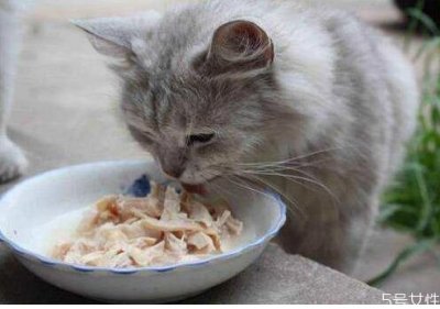 ​猫咪营养餐怎么做 猫咪营养餐如何搭配