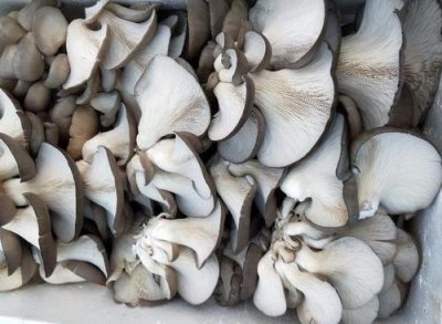 ​平菇发黄能吃吗 平菇一捏就碎还能吃吗