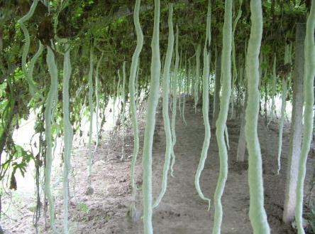 蛇豆角的营养价值与功效作用