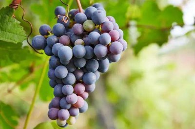 ​葡萄的糖分含量高吗 葡萄不适合什么人群吃