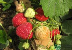 春天能种草莓吗？春天可以种草莓吗？