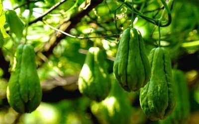 ​佛手瓜最好吃的做法，清脆清爽清口，每周至少吃5次，营养美味