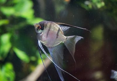 ​燕鱼的鱼缸摆放位置-燕鱼的品种介绍