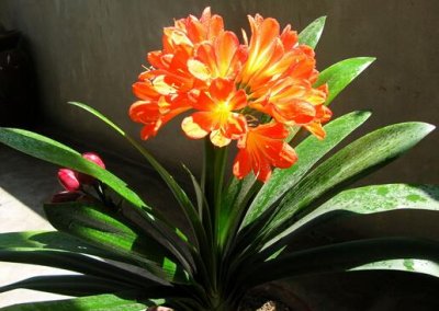 ​君子兰对家居环境的作用-君子兰的风水学应用