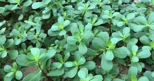 生活马齿苋有什么营养价值（马齿苋的做法和吃法）  3