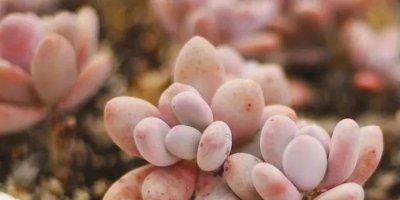 ​多肉植物圈中的12位美人都在这儿，你还知道别的美人么？