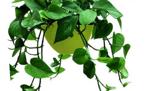 水培绿萝快速生根，试试这几种方法，多换水，气生根长的很快