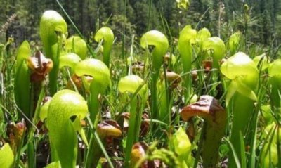 ​眼镜蛇瓶子草怎么养？瓶子草科植物眼镜蛇草养殖方法和注意事项