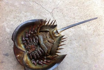 ​七八十年代海边人不可多得的美食, 现成为国家保护动物