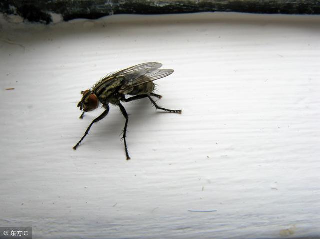 生活小妙招，驱蝇灭蝇有方法