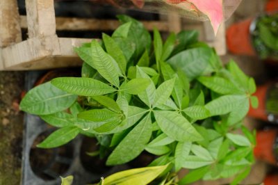 ​发财树用大盆还是深盆，配什么盆好看