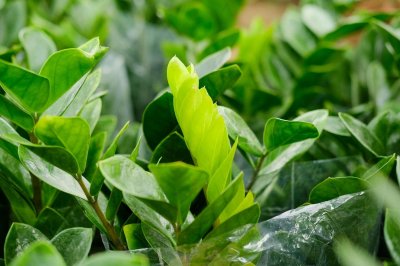 ​金钱树的功效及作用