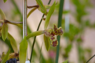 ​兰花施什么肥