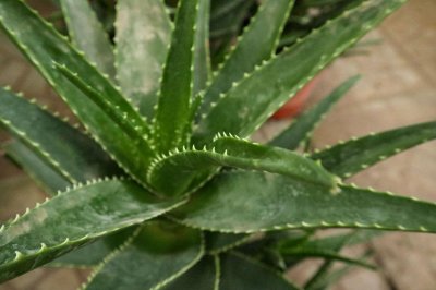 ​吃芦荟的禁忌，芦荟能怎么吃