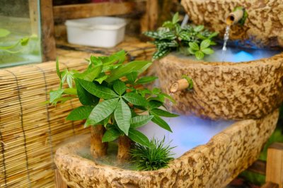 ​发财树怎么浇水