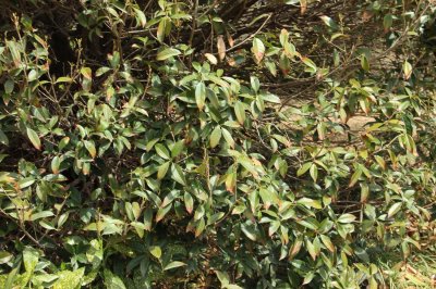 ​桂花树几年开花，桂花不开花的解决办法