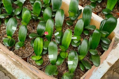 ​君子兰抹头之后多长时间能长出新芽子