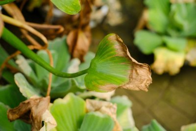 ​凤眼蓝的栽培方法